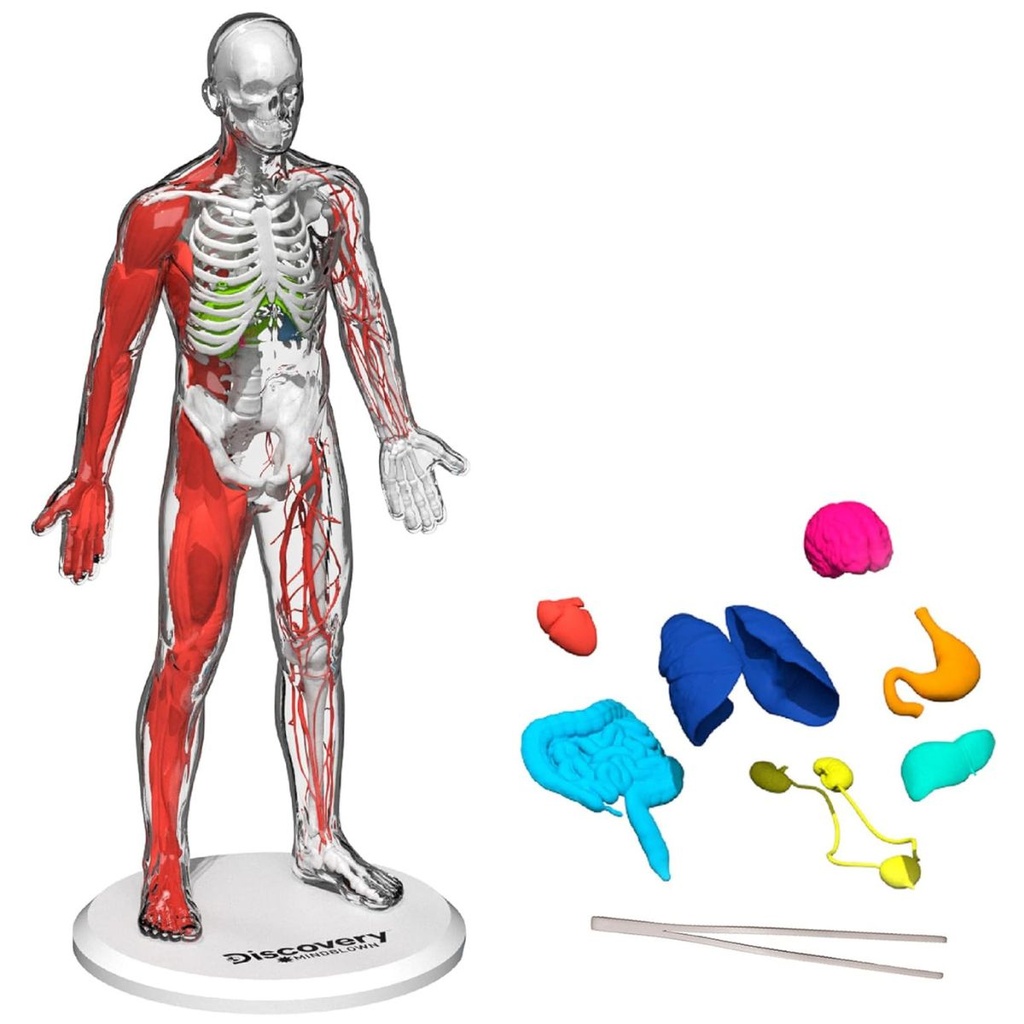 Discovery Mindblown 3D Human Anatomy Kit