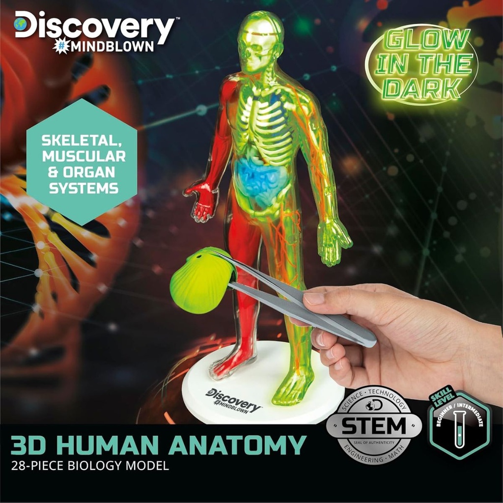 Discovery Mindblown 3D Human Anatomy Kit