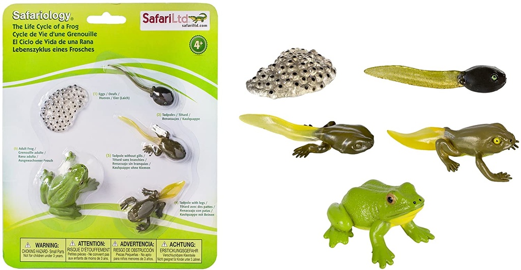 Safari Ltd Life Cycle of a Frog_2