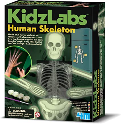 4M KidzLabs Glow Human Skeleton