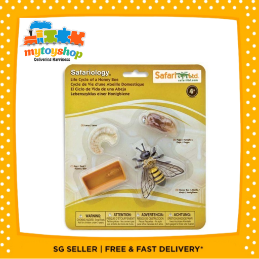 Life Cycle Of A Honey Bee 622716