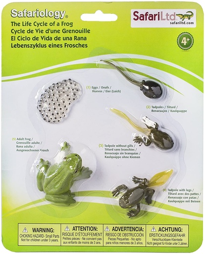 Safari Ltd Life Cycle of a Frog